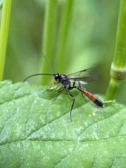 Limneriini