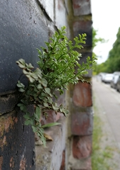 Asplenium ruta-muraria