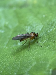 Ocydromiinae
