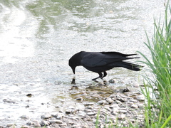 Corvus corone