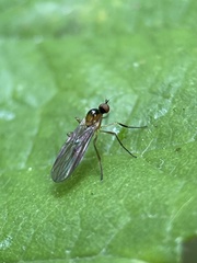 Ocydromiinae