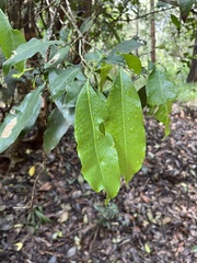 Schizomeria