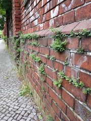 Asplenium ruta-muraria