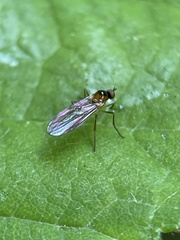 Ocydromiinae