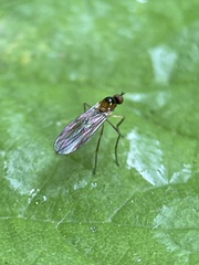 Ocydromiinae