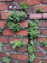 Asplenium ruta-muraria