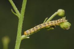 Cucullia caninae