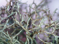 Cetraria muricata