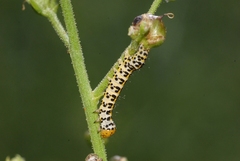 Cucullia caninae
