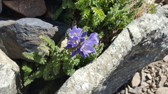 Polemonium viscosum