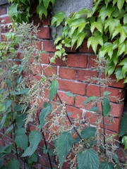 Urtica dioica