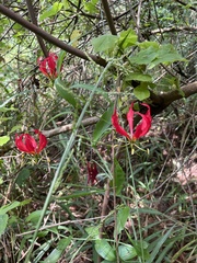 Gloriosa superba