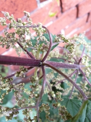 Urtica dioica