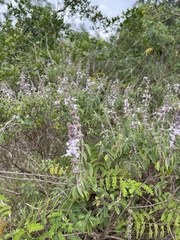 Aloysia macrostachya