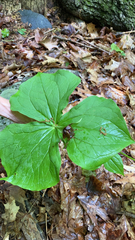 Trillium erectum