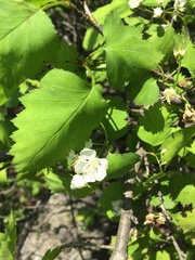 Crataegus fluviatilis
