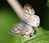 Common Zebra Blue - Photo (c) Peter Erb, some rights reserved (CC BY-NC), uploaded by Peter Erb