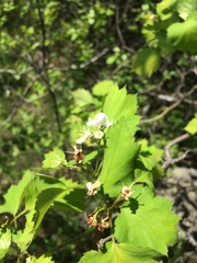 Crataegus fluviatilis