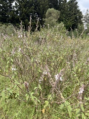 Aloysia macrostachya