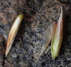 Festuca kingii