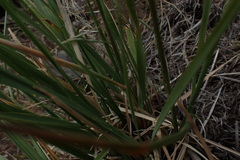Festuca kingii