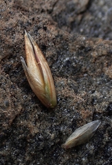 Festuca kingii