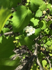 Crataegus fluviatilis