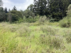 Aloysia macrostachya