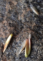 Festuca kingii
