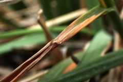 Festuca kingii