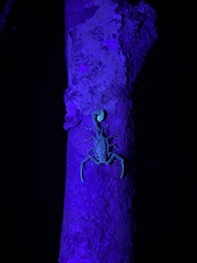 Centruroides edwardsii