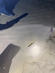 Stenodactylus doriae