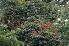 Phanera aureifolia