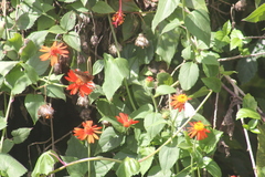 Junonia genoveva hilaris