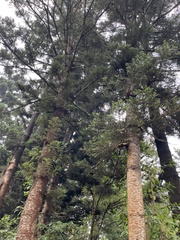 Araucariaceae