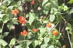 Junonia genoveva hilaris