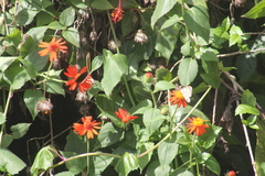 Junonia genoveva hilaris