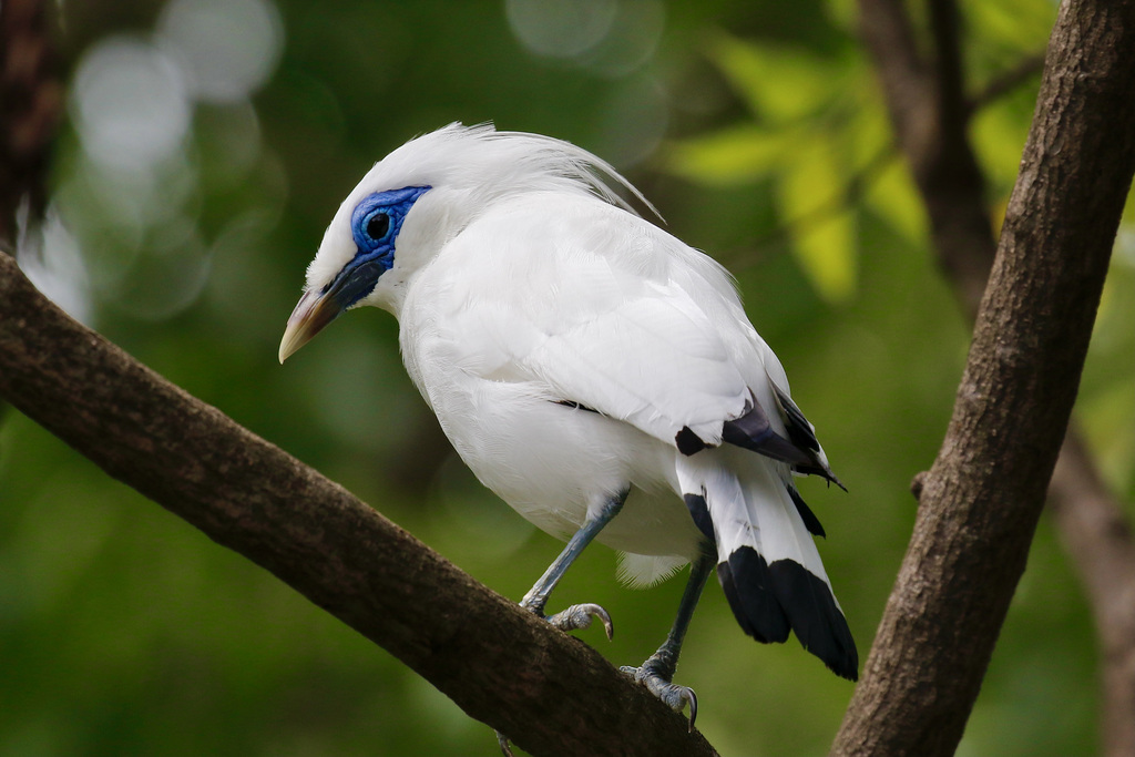 Bali Myna photo