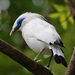 Bali Myna - Photo (c) Bird Explorers, some rights reserved (CC BY-NC), uploaded by Bird Explorers