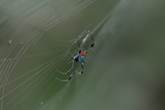 Leucauge sarawakensis