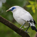 Leucopsar rothschildi - Photo (c) Bird Explorers, μερικά δικαιώματα διατηρούνται (CC BY-NC), uploaded by Bird Explorers