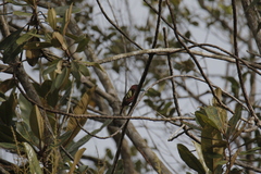 Eurylaimus javanicus