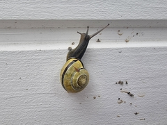 Cepaea nemoralis