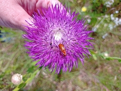 Nemognatha piazata