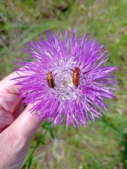 Nemognatha piazata