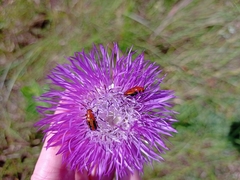 Nemognatha piazata