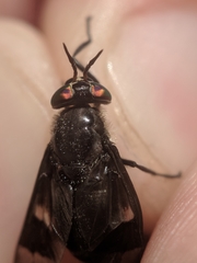 Chrysops ater