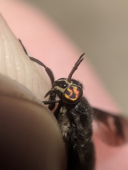 Chrysops ater