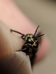 Chrysops ater