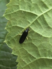 Phylus coryli